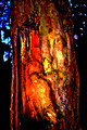 Vampire Tree Face